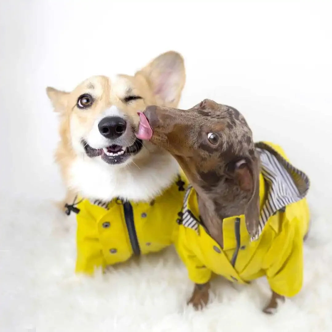 Waterproof Puppy Raincoat for small and medium breeds