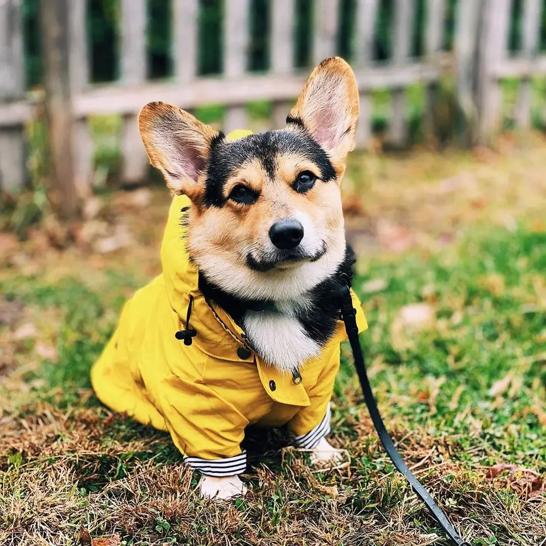 Waterproof Puppy Raincoat for small and medium breeds