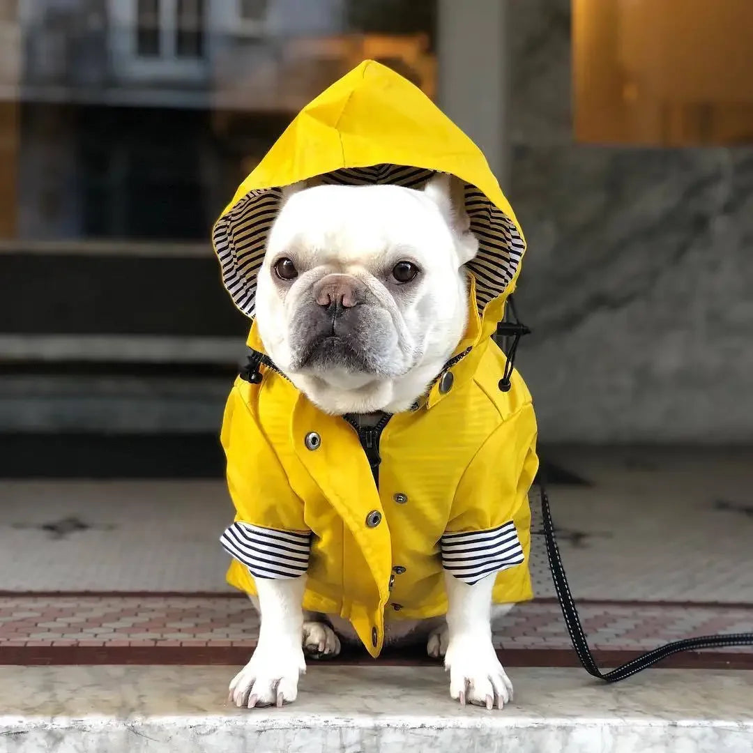 Waterproof Puppy Raincoat for small and medium breeds