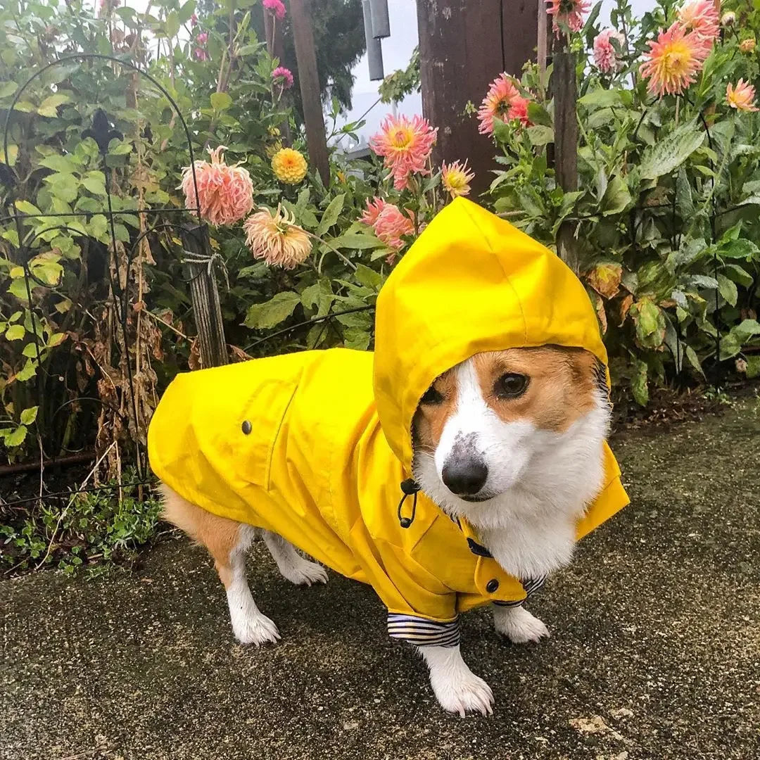 Waterproof Puppy Raincoat for small and medium breeds